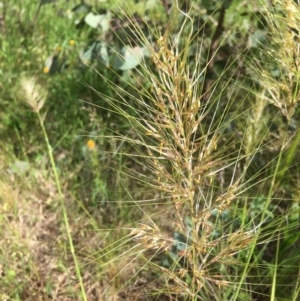 Austrostipa sp. at Yarralumla, ACT - 7 Nov 2021