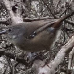 Sericornis frontalis (White-browed Scrubwren) at QPRC LGA - 13 Oct 2022 by clarehoneydove