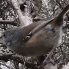 Sericornis frontalis at Bungendore, NSW - 13 Oct 2022