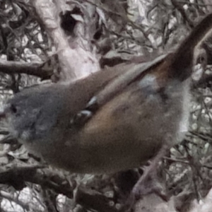 Sericornis frontalis at Bungendore, NSW - 13 Oct 2022