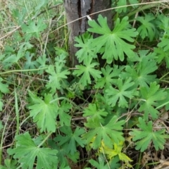 Geranium solanderi var. solanderi (Native Geranium) at QPRC LGA - 13 Oct 2022 by clarehoneydove