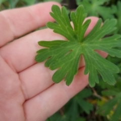 Geranium solanderi var. solanderi at Bungendore, NSW - 13 Oct 2022 05:33 PM