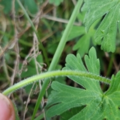 Geranium solanderi var. solanderi at Bungendore, NSW - 13 Oct 2022 05:33 PM