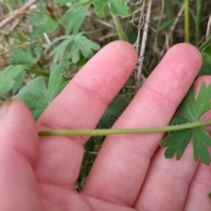 Geranium solanderi var. solanderi at Bungendore, NSW - 13 Oct 2022