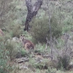 Macropus giganteus (Eastern Grey Kangaroo) at Bungendore, NSW - 13 Oct 2022 by clarehoneydove