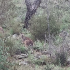 Macropus giganteus at Bungendore, NSW - 13 Oct 2022