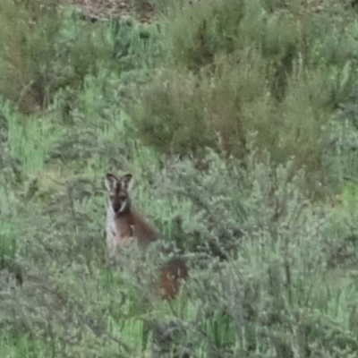 Notamacropus rufogriseus (Red-necked Wallaby) at QPRC LGA - 13 Oct 2022 by clarehoneydove