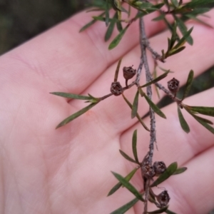 Kunzea ericoides at Bungendore, NSW - 13 Oct 2022