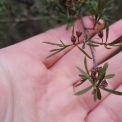 Kunzea ericoides at Bungendore, NSW - 13 Oct 2022 05:37 PM