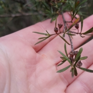 Kunzea ericoides at Bungendore, NSW - 13 Oct 2022 05:37 PM