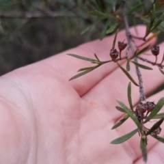 Kunzea ericoides at Bungendore, NSW - 13 Oct 2022