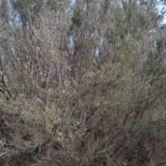 Kunzea ericoides at Bungendore, NSW - 13 Oct 2022 05:37 PM