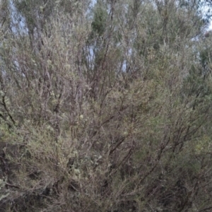 Kunzea ericoides at Bungendore, NSW - 13 Oct 2022