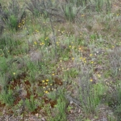 Leucochrysum albicans subsp. albicans (Hoary Sunray) at Bungendore, NSW - 13 Oct 2022 by clarehoneydove