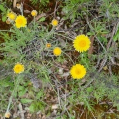 Leucochrysum albicans subsp. albicans at Bungendore, NSW - 13 Oct 2022