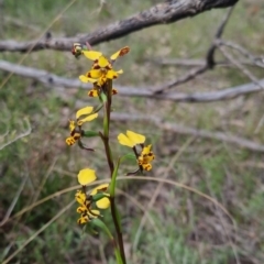 Diuris pardina (Leopard Doubletail) at QPRC LGA - 13 Oct 2022 by clarehoneydove