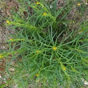 Xerochrysum viscosum at Bungendore, NSW - 13 Oct 2022