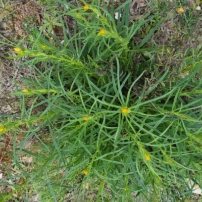 Xerochrysum viscosum (Sticky Everlasting) at Bungendore, NSW - 13 Oct 2022 by clarehoneydove