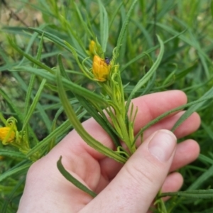 Xerochrysum viscosum at Bungendore, NSW - 13 Oct 2022 03:28 PM