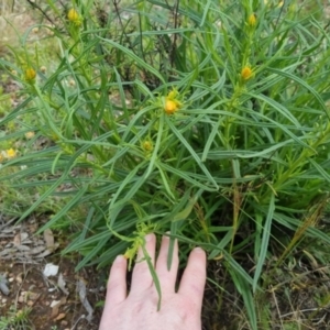 Xerochrysum viscosum at Bungendore, NSW - 13 Oct 2022