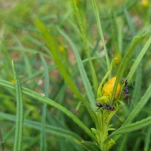 Xerochrysum viscosum at Bungendore, NSW - 13 Oct 2022 03:28 PM