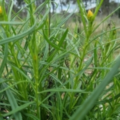 Xerochrysum viscosum at Bungendore, NSW - 13 Oct 2022 03:28 PM