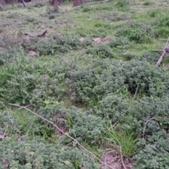 Marrubium vulgare (Horehound) at Bungendore, NSW - 13 Oct 2022 by clarehoneydove