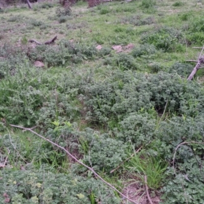 Marrubium vulgare (Horehound) at Bungendore, NSW - 13 Oct 2022 by clarehoneydove