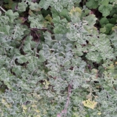 Marrubium vulgare at Bungendore, NSW - 13 Oct 2022 03:16 PM