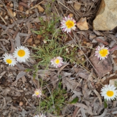 Leucochrysum albicans subsp. tricolor (Hoary Sunray) at QPRC LGA - 13 Oct 2022 by clarehoneydove