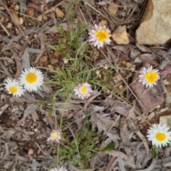 Leucochrysum albicans subsp. tricolor (Hoary Sunray) at Bungendore, NSW - 13 Oct 2022 by clarehoneydove