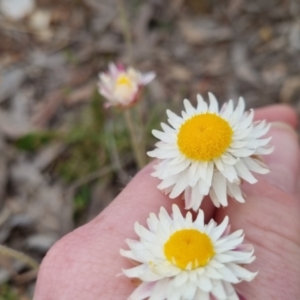 Leucochrysum albicans subsp. tricolor at Bungendore, NSW - 13 Oct 2022