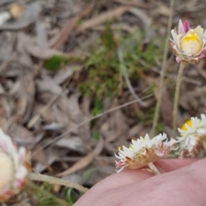 Leucochrysum albicans subsp. tricolor at Bungendore, NSW - 13 Oct 2022