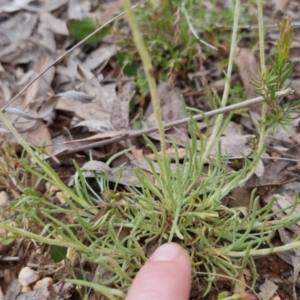 Leucochrysum albicans subsp. tricolor at Bungendore, NSW - 13 Oct 2022 03:38 PM