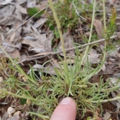 Leucochrysum albicans subsp. tricolor at Bungendore, NSW - 13 Oct 2022