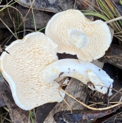 Hydnum 'repandum group' at Bango Nature Reserve - 20 May 2022 by AJB