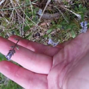 Myosotis discolor at Bungendore, NSW - 13 Oct 2022 03:15 PM