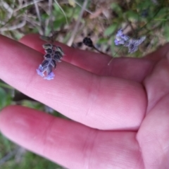 Myosotis discolor at Bungendore, NSW - 13 Oct 2022