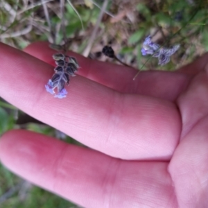 Myosotis discolor at Bungendore, NSW - 13 Oct 2022 03:15 PM