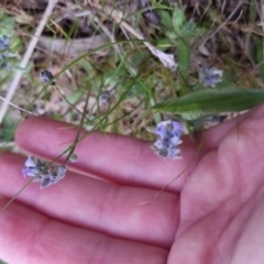 Myosotis discolor at Bungendore, NSW - 13 Oct 2022