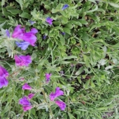 Echium sp. (Paterson's Curse or Viper's Bugloss) at QPRC LGA - 13 Oct 2022 by clarehoneydove