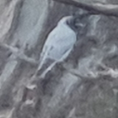 Coracina novaehollandiae (Black-faced Cuckooshrike) at Bungendore, NSW - 13 Oct 2022 by clarehoneydove