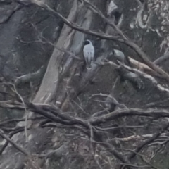 Coracina novaehollandiae at Bungendore, NSW - 13 Oct 2022