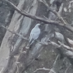 Coracina novaehollandiae at Bungendore, NSW - 13 Oct 2022