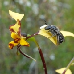 Lasioglossum (Chilalictus) sp. (genus & subgenus) (Halictid bee) at Coree, ACT - 13 Oct 2022 by RobG1