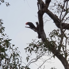 Callocephalon fimbriatum at Lyons, ACT - 12 Oct 2022