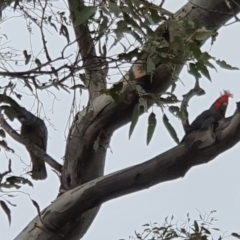 Callocephalon fimbriatum at Lyons, ACT - 12 Oct 2022