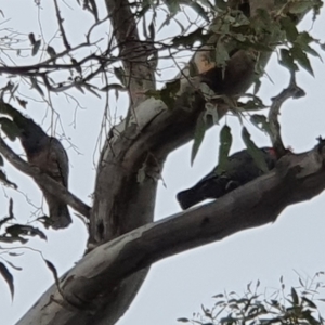 Callocephalon fimbriatum at Lyons, ACT - 12 Oct 2022