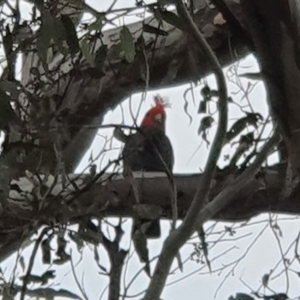 Callocephalon fimbriatum at Lyons, ACT - 12 Oct 2022