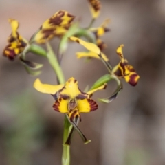 Diuris pardina (Leopard Doubletail) at Coree, ACT - 30 Sep 2022 by SWishart